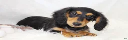 Dachshund dogs for sale: Edward BTD 6171 - Ad 1