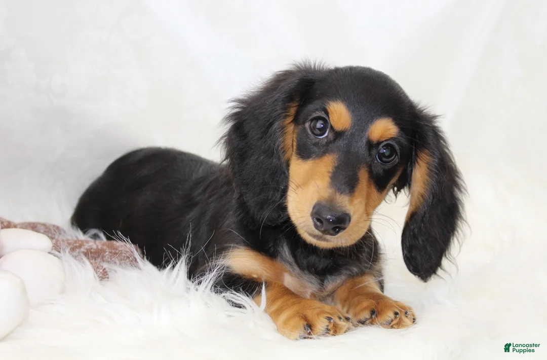 Dachshund dogs for sale: Edward BTD 6171 - Ad 1