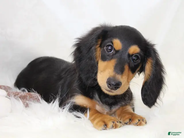 Dachshund dogs for sale: Edward BTD 6171 - Ad 1