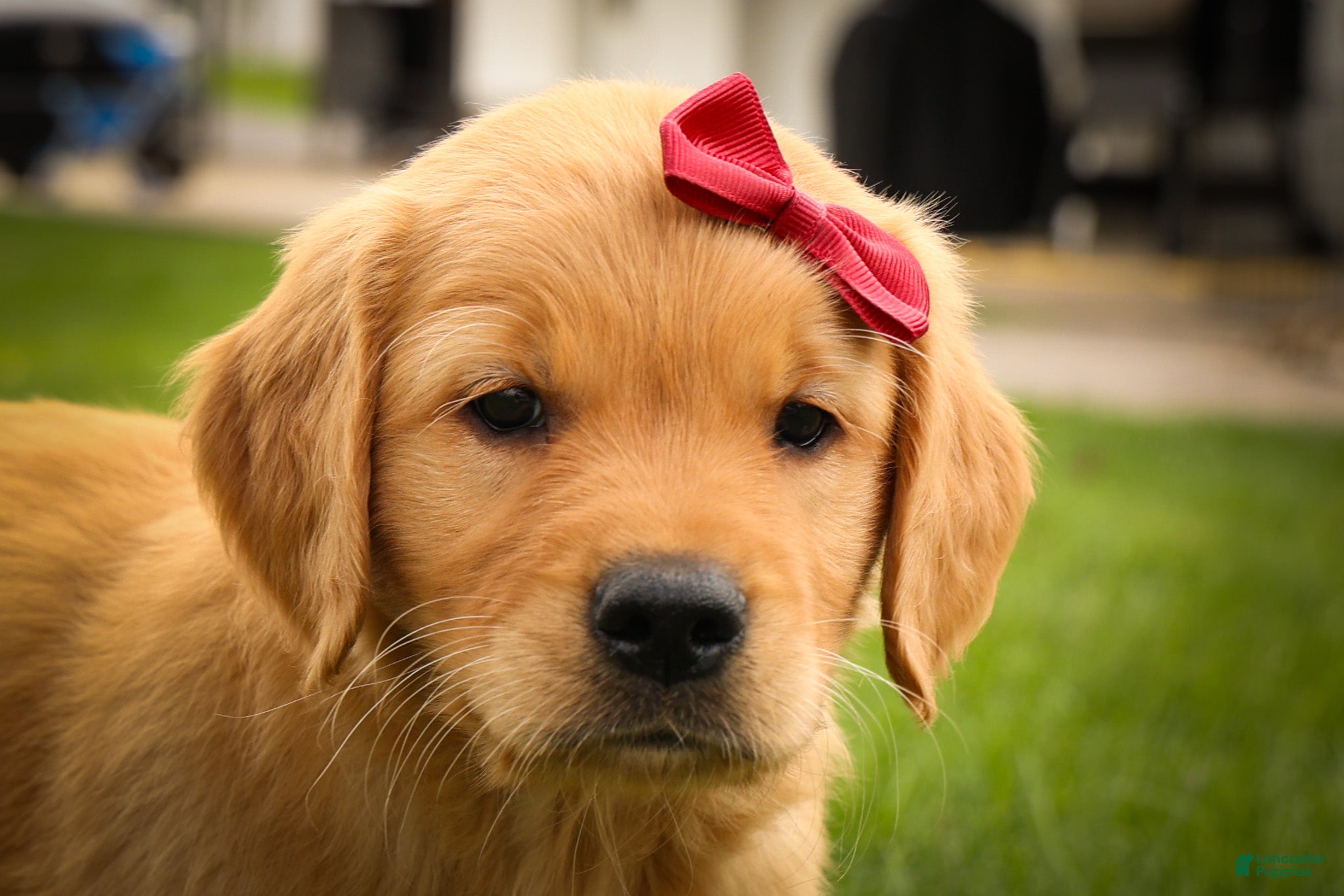 Golden Retriever dogs Rocco✨ - Ad 2