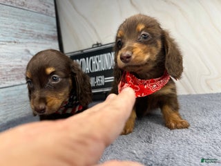 Dachshund dogs - Ad 38