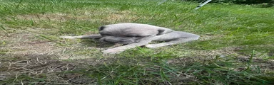Cane Corso Puppy 7