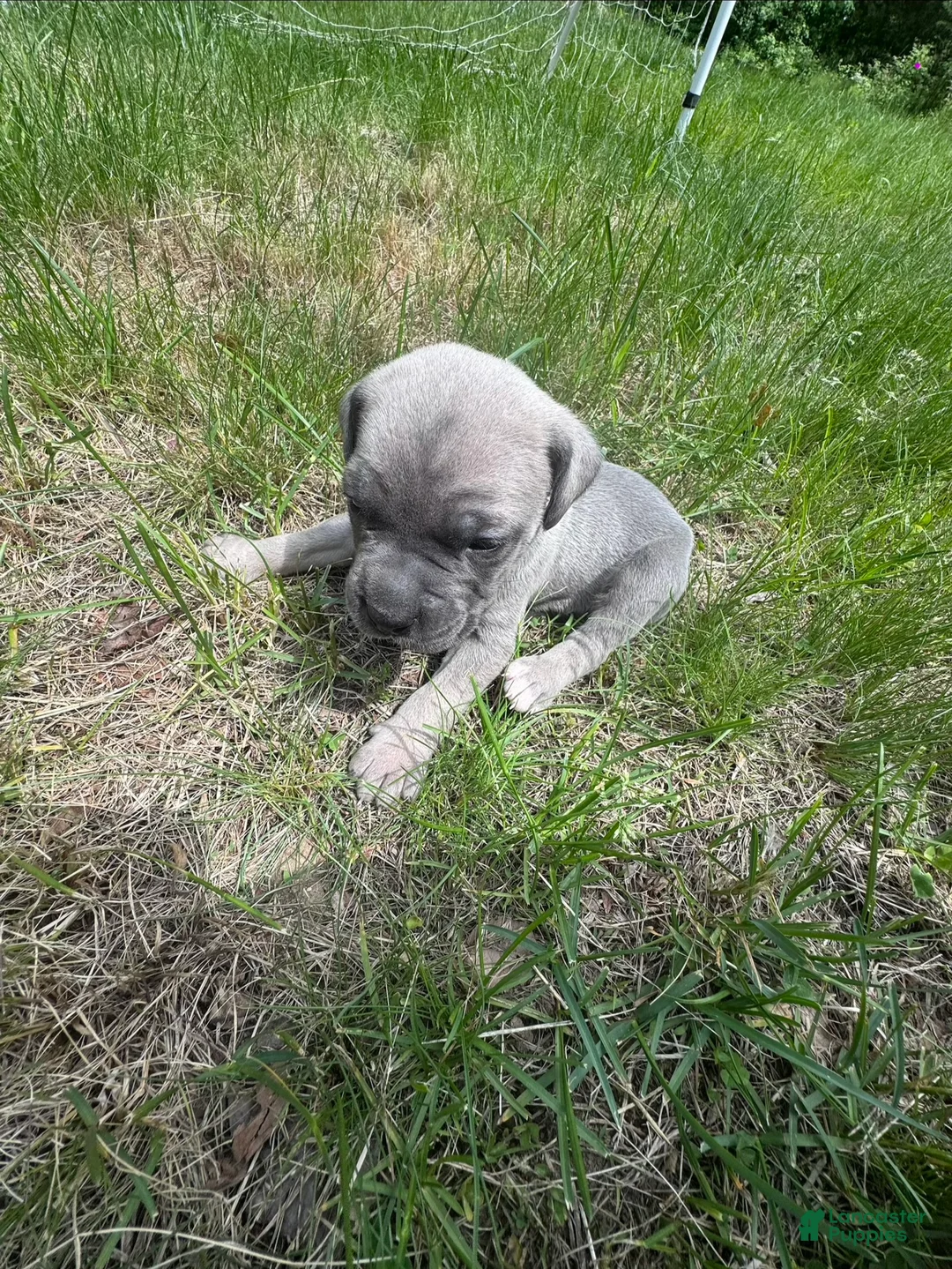 Cane Corso dogs for sale: Cane Corso Puppy 7 - Ad 1