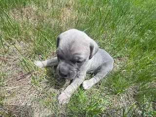 Cane Corso dogs Cane Corso Puppy 7 - Ad 19