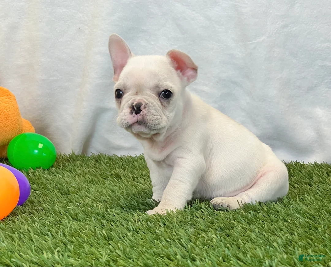 French Bulldog dogs for sale: Dexter - Ad 2