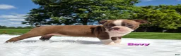 Boston Terrier dogs for sale: Bevy - Ad 4