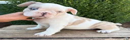 French Bulldog dogs for sale: Dina  - Ad 5