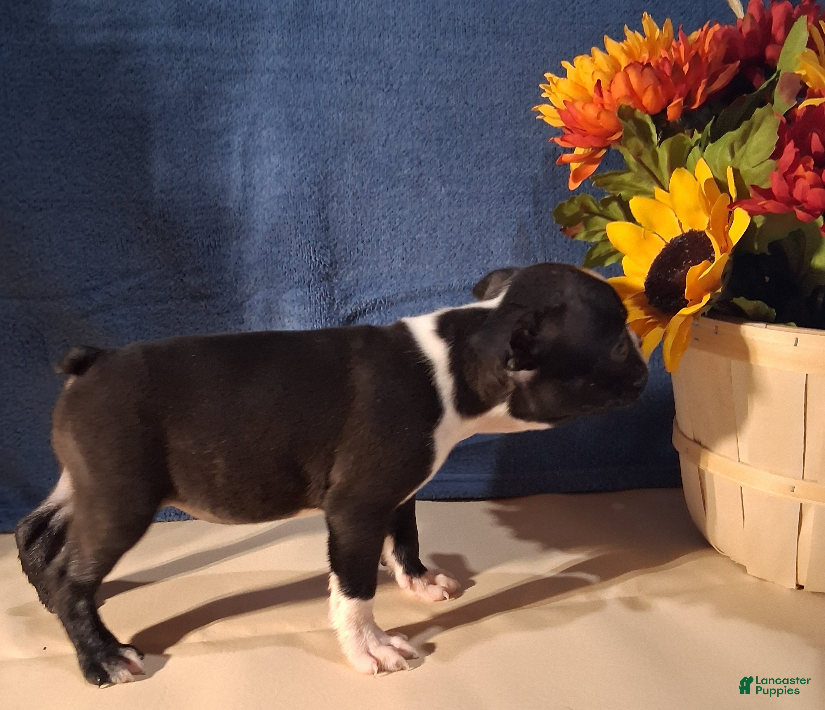 Boston Terrier dogs Esme - Ad 2