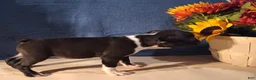 Boston Terrier dogs for sale: Esme - Ad 2
