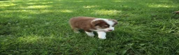 Australian Shepherd dogs for sale: Sasha - Ad 5
