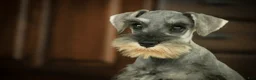 Miniature Schnauzer dogs for sale: Qeleigh Miniature Schnauzer  - Ad 16
