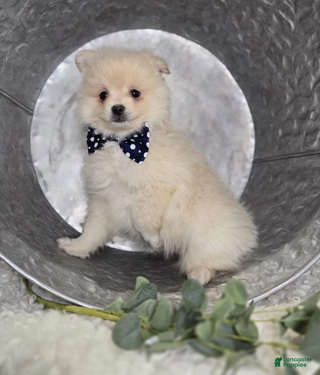 Pomeranian dogs for sale: Barney - Ad 2