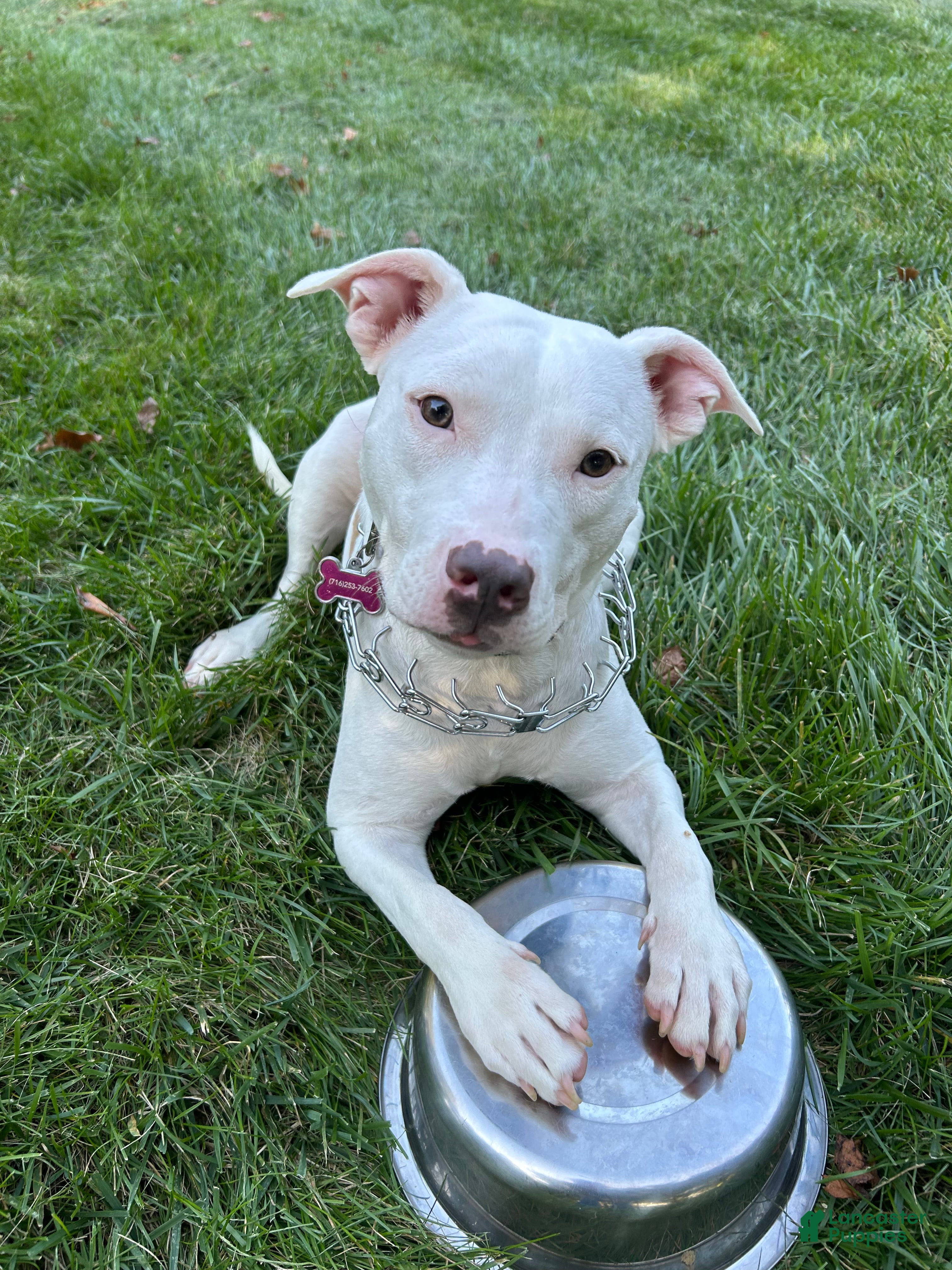 Sadie