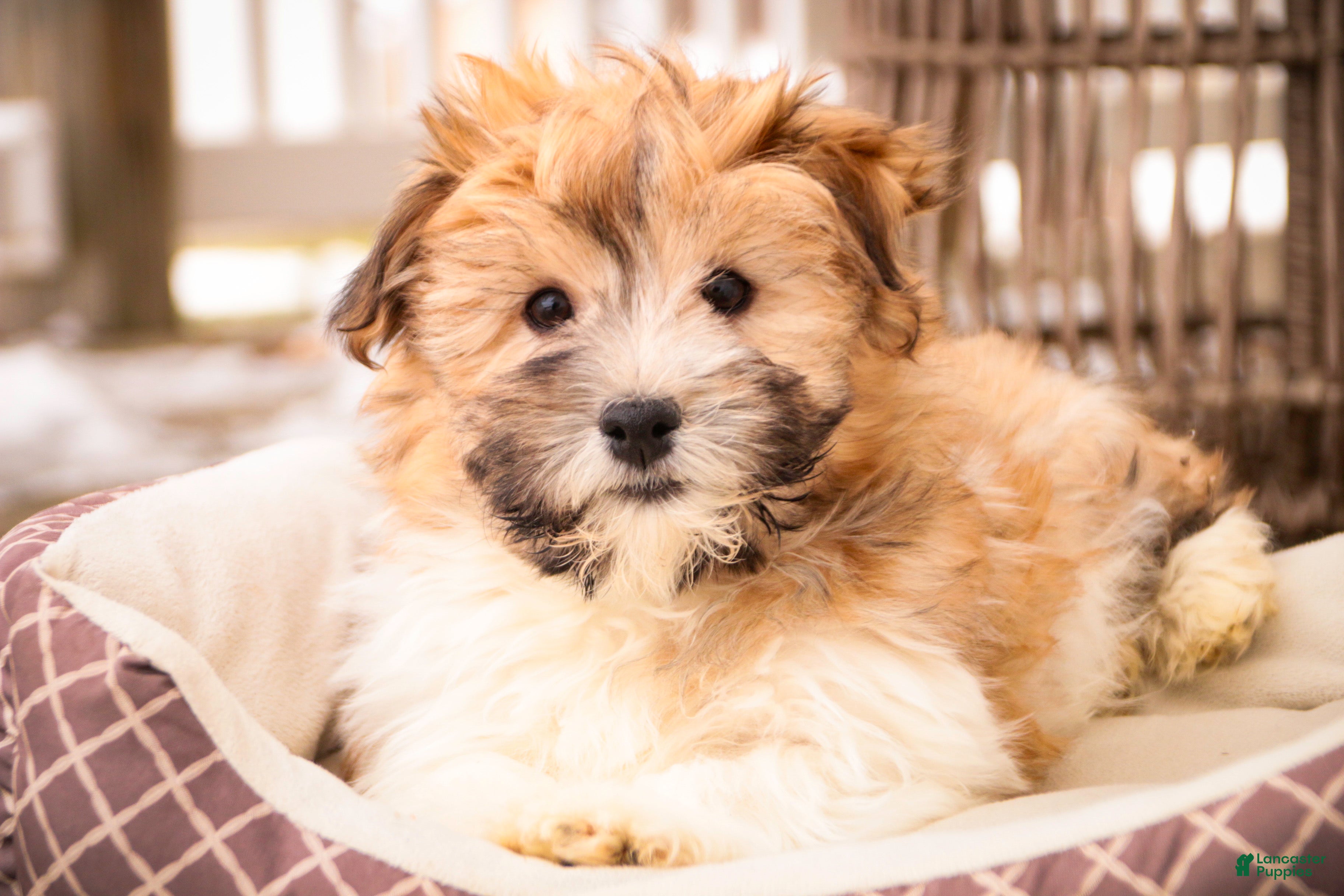 Havanese dogs Bella Rose - Ad 24