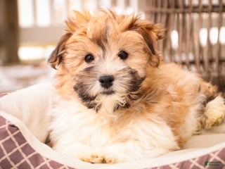 Havanese dogs Bella Rose - Ad 24