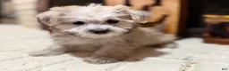 Morkie dogs for sale: Dexter - Ad 8