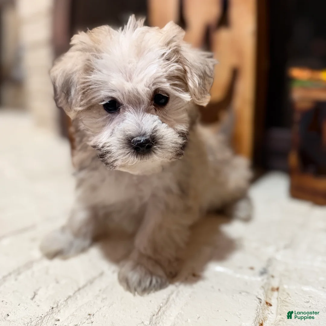 Morkie dogs for sale: Dexter - Ad 8