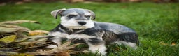 Miniature Schnauzer dogs for sale: Nicholas - Ad 6