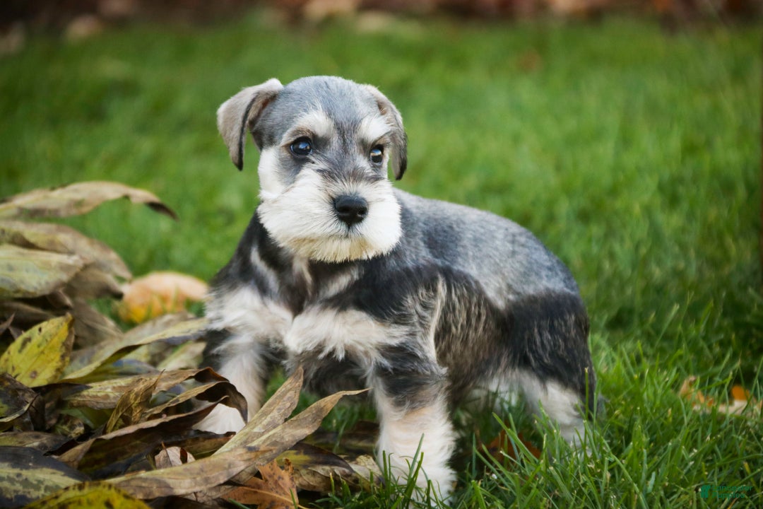Miniature Schnauzer dogs for sale: Nicholas - Ad 6