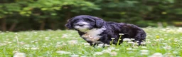 Portuguese Water Dog dogs for sale: Beau - Ad 4