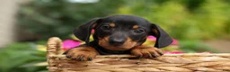 Miniature Dachshund dogs for sale: Houston🐾 - Ad 8