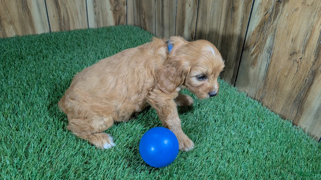 Cavapoo dogs for sale: Jazzy Boy 1 - Ad 5