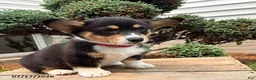 Welsh Corgi Pembroke dogs for sale: Gemma - Ad 3