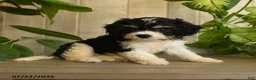 Cavachon dogs for sale: Mike - Ad 5