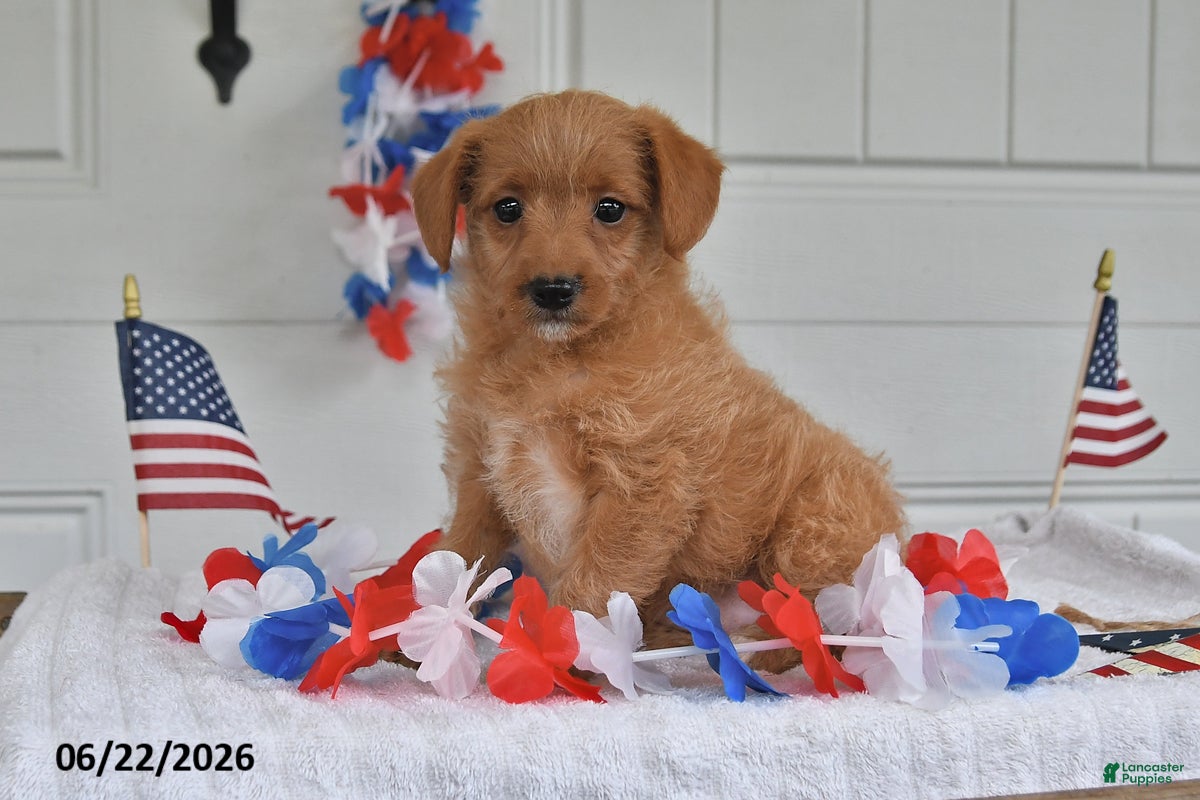 Mixed Breed dogs Sunny - Ad 2