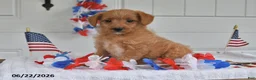 Toy Poodle dogs for sale: Sunny - Ad 2