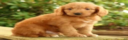 Mini Goldendoodle dogs for sale: Mitch - Ad 3