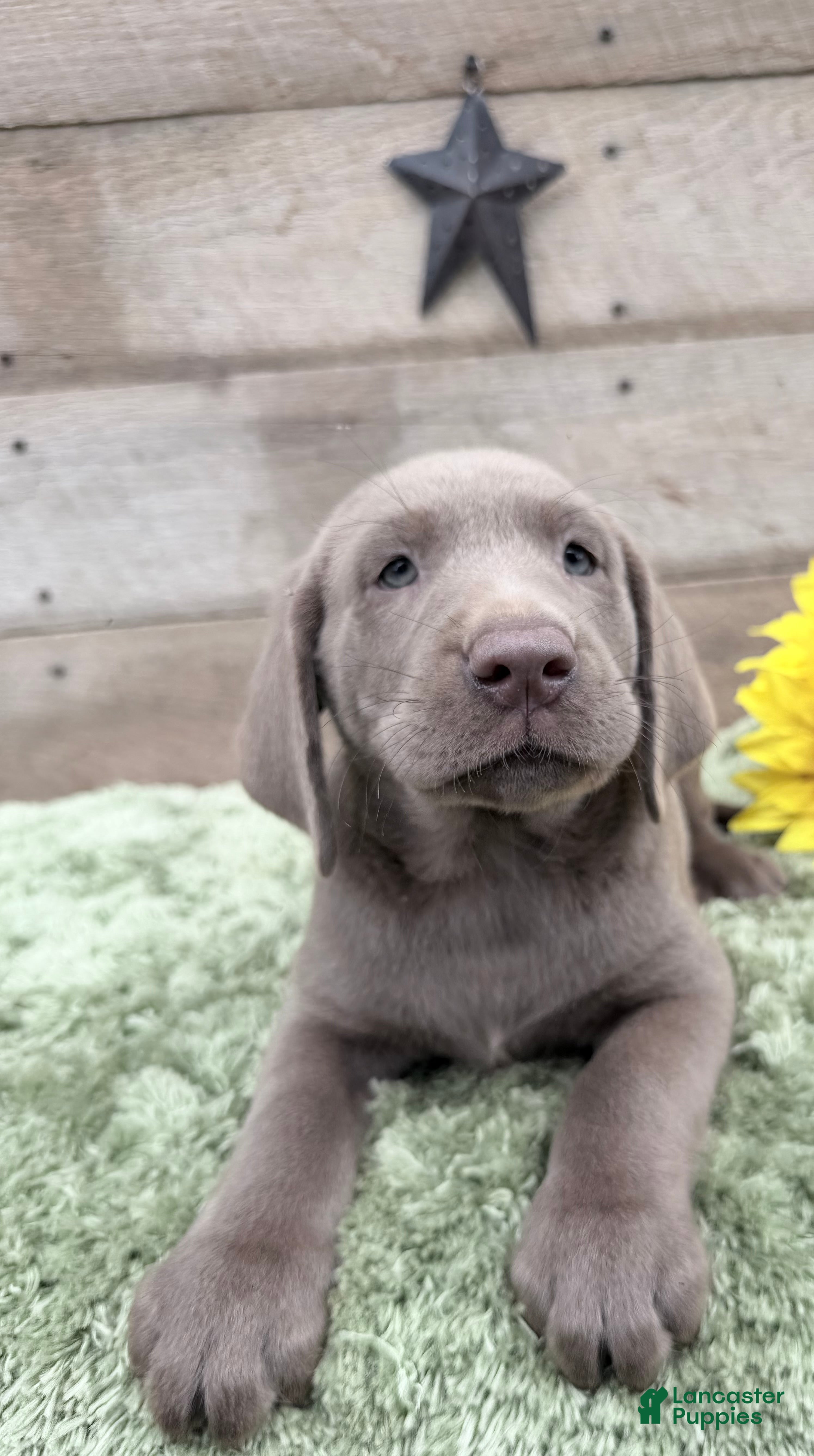 Labrador Retriever dogs Silver Sonny - Ad 1