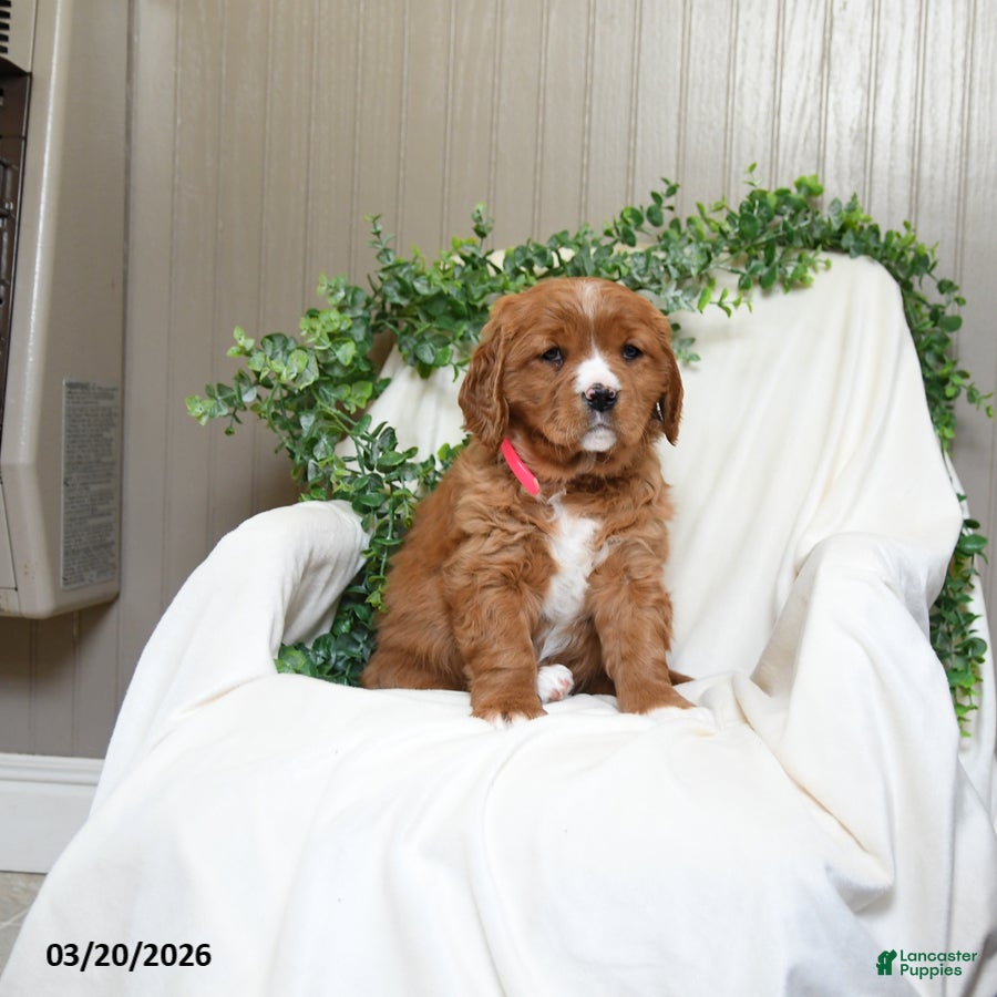 Miniature Golden Retriever dogs Jane - Ad 1