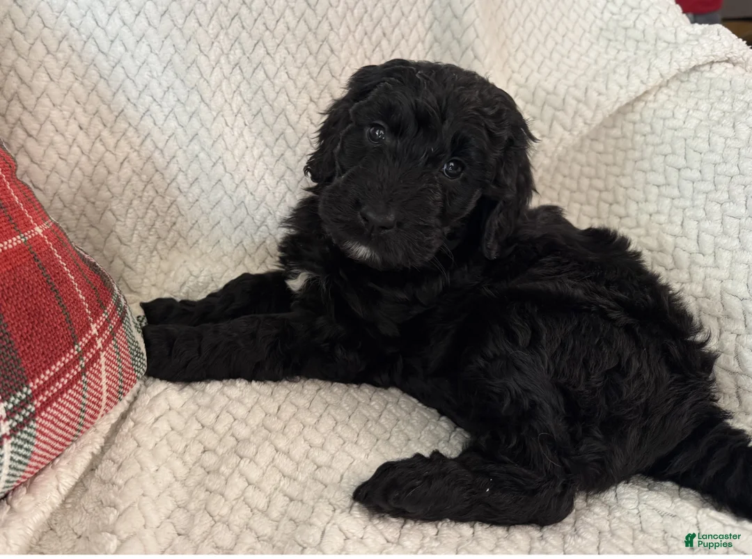 Goldendoodle dogs for sale: 🐾 Quinn – Sweet, Gentle & Always Close By 🐾 - Ad 1