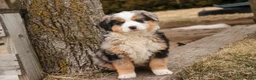 Bernedoodle dogs for sale: Penelope - Ad 13