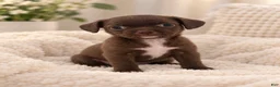 Pomchi dogs for sale: Kiki  - Ad 2