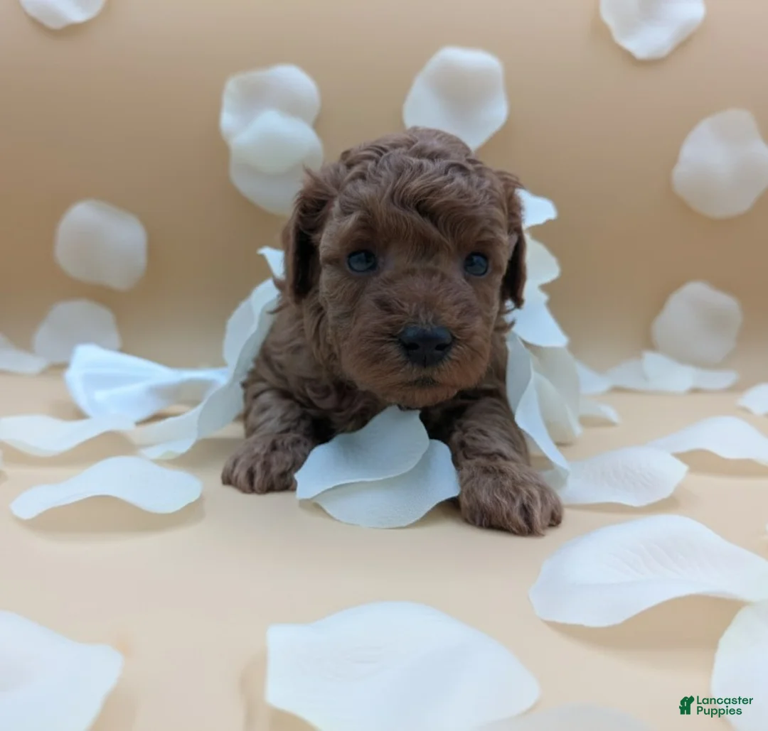 Toy Poodle dogs for sale: Olivia 🤍 - Ad 10