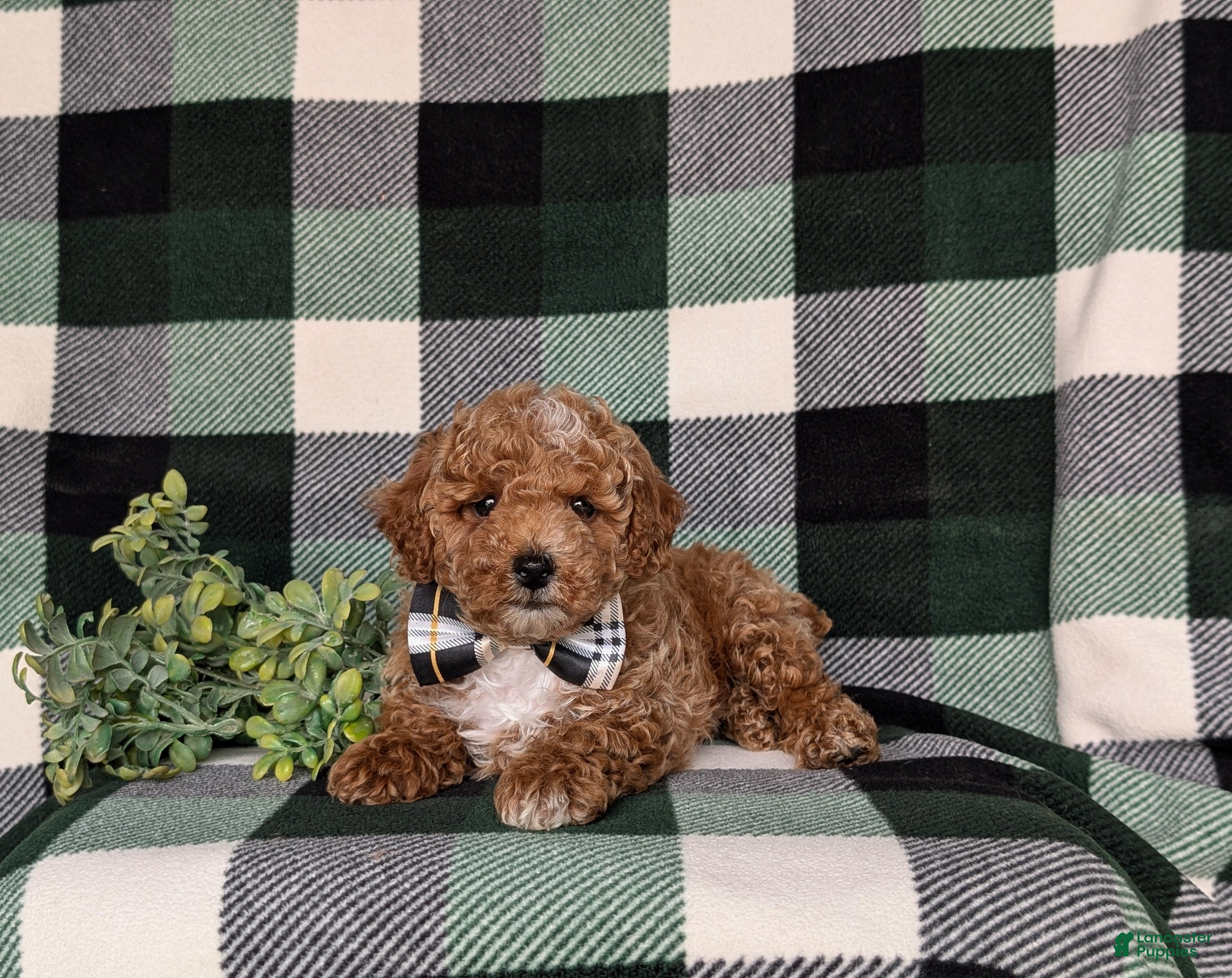 Miniature Poodle dogs for sale: Oakes - Ad 5