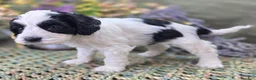 Cockapoo dogs for sale: Cottontail - Ad 3
