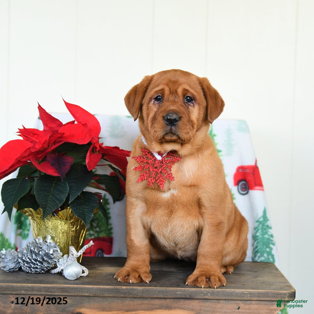 Labrador Retriever dogs for sale: Joy - Ad 3