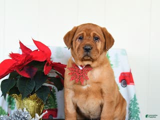 Labrador Retriever dogs Joy - Ad 4