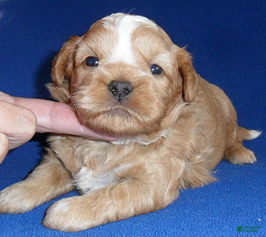 Shihpoo dogs for sale: Teddy - Ad 1