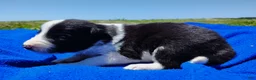 Border Collie dogs for sale: Denver - Ad 8