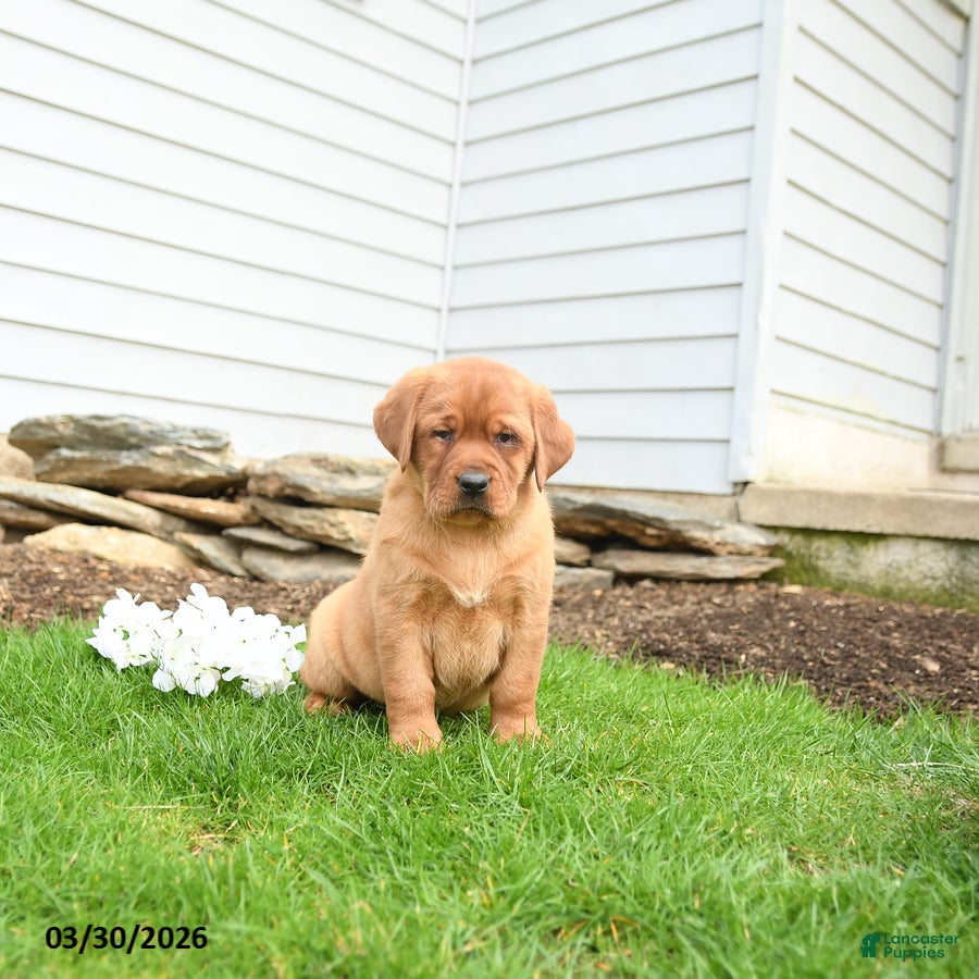 Labrador Retriever dogs Florence - Ad 1