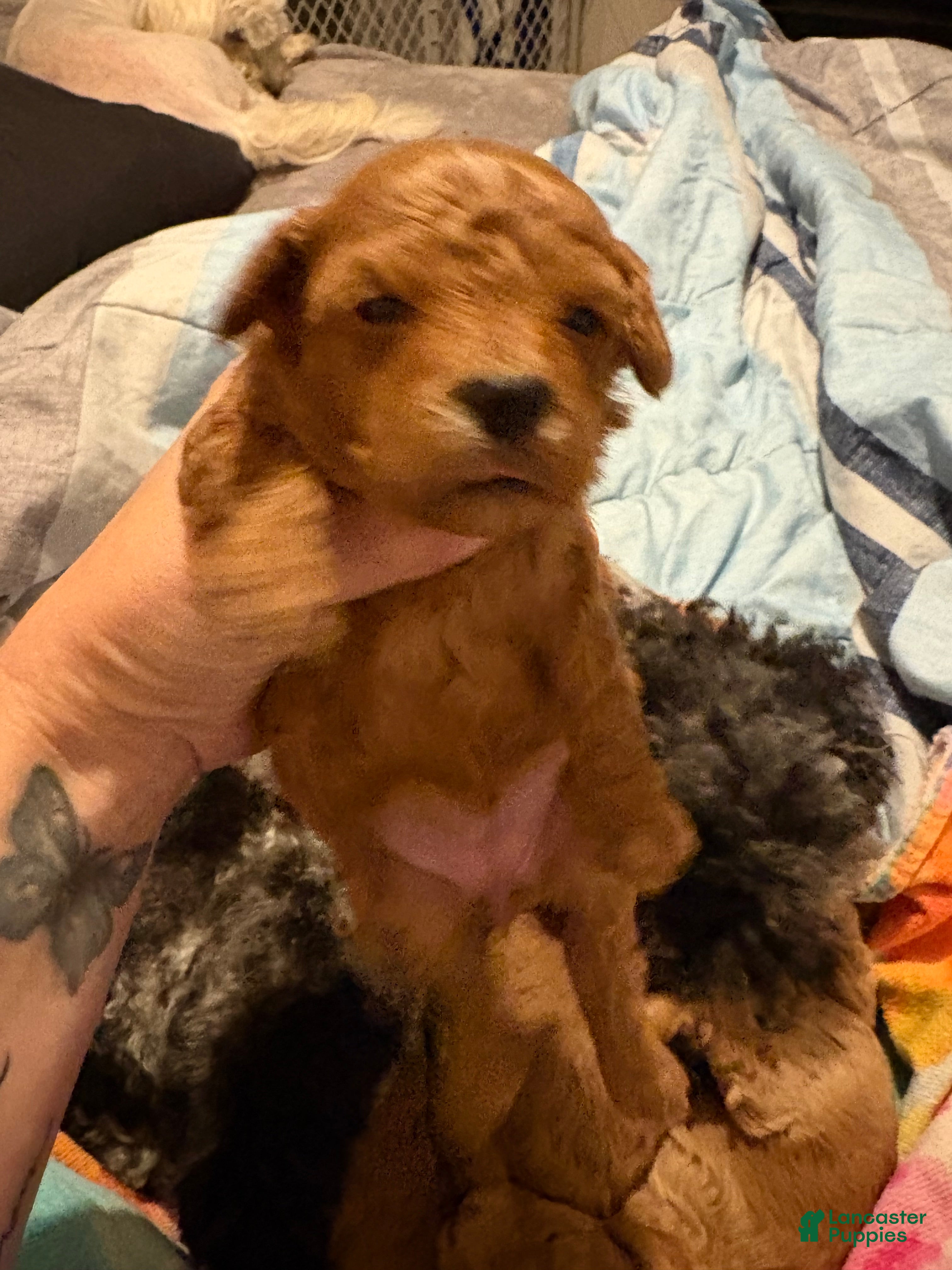 Toy Poodle Puppies for sale in Tennessee Lancaster Puppies
