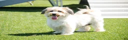 Havanese dogs for sale: Francesca - Ad 11