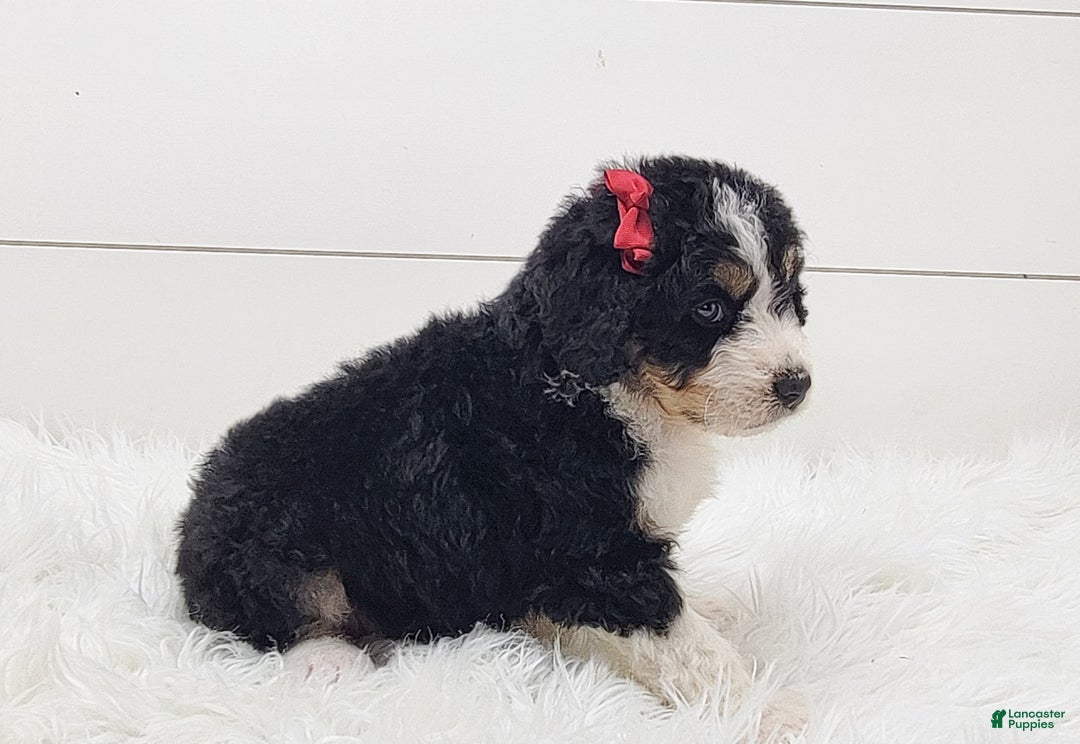 Bernedoodle dogs for sale: Bernedoodle Puppy 4 - Ad 3