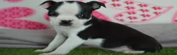 Boston Terrier dogs for sale: Quenny - Ad 1