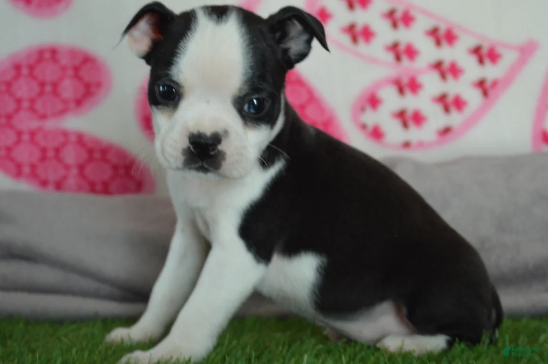 Boston Terrier dogs for sale: Quenny - Ad 1