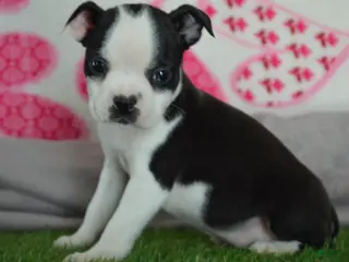 Boston Terrier dogs for sale: Quenny - Ad 3